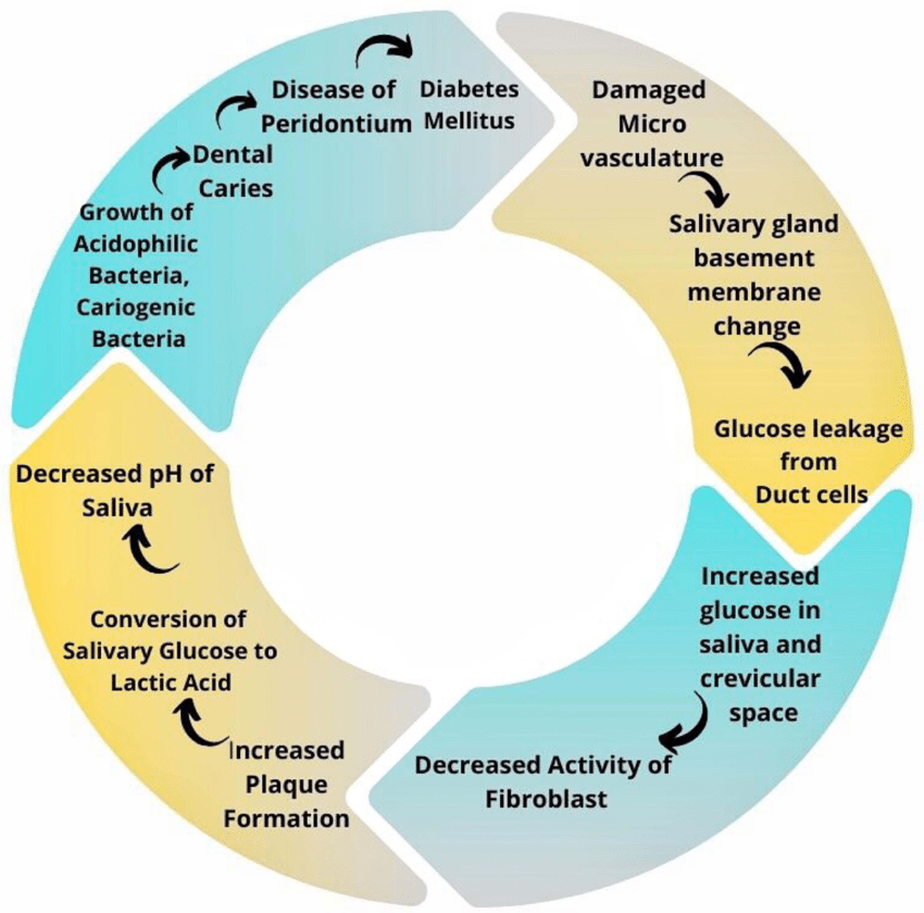 Cious cycle of diabetes mellitus and formation of dental caries periodontal disease