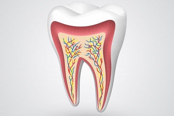 Structure of a healthy tooth